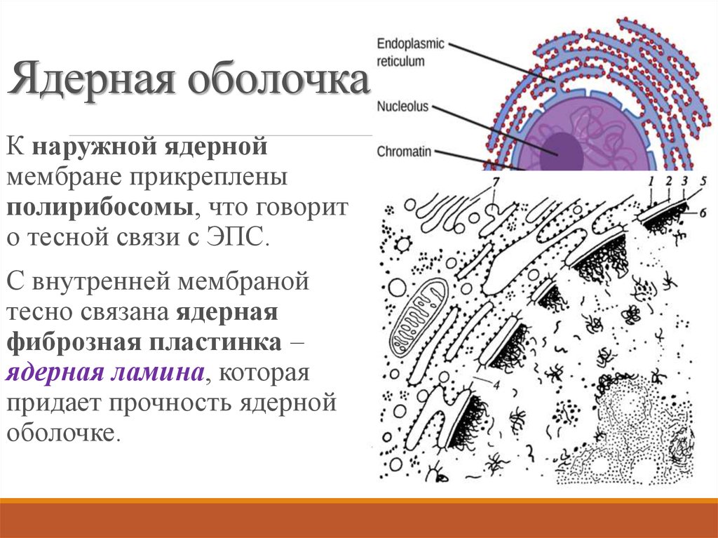 Ядерная мембрана рисунок