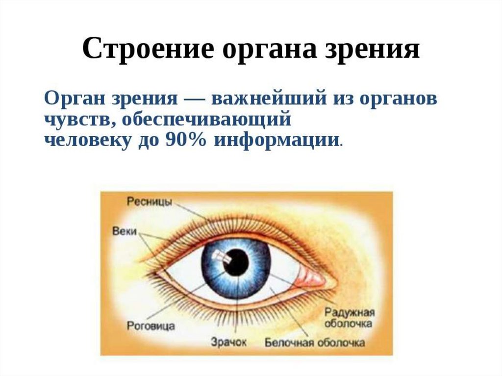 Тест по теме органы зрения