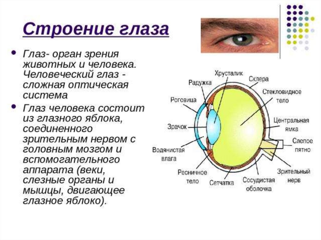 Какой цифрой на рисунке обозначена структура органа зрения выполняющая функцию аккомодации