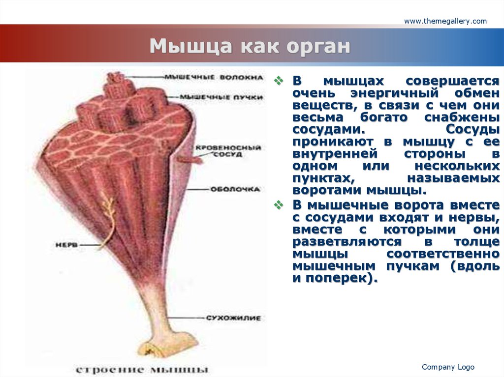 Мышца строение. Строение мышцы как органа. Мышца как орган. Микроскопическое строение мышц. Мышца как орган кратко.