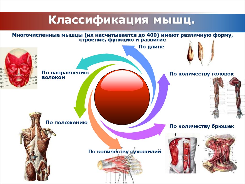 Классификация мышц. Классификация и строение мышц. Классификация мышц человека. Мышцы классификация строение функции.