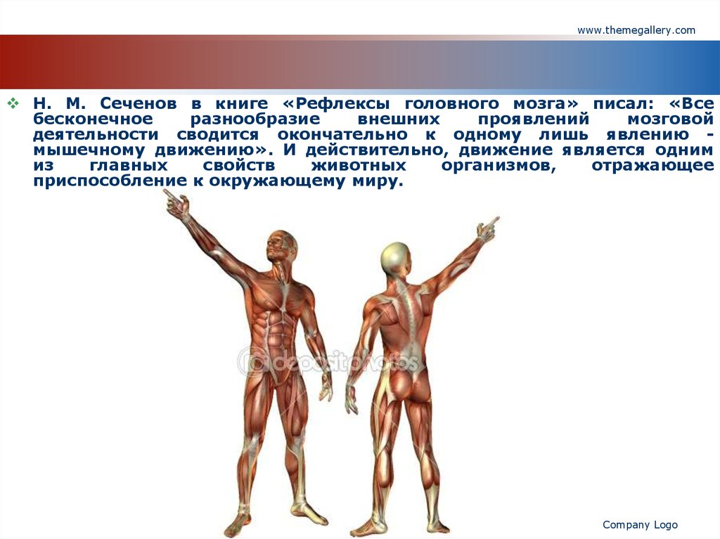 Мышцы анатомия презентация