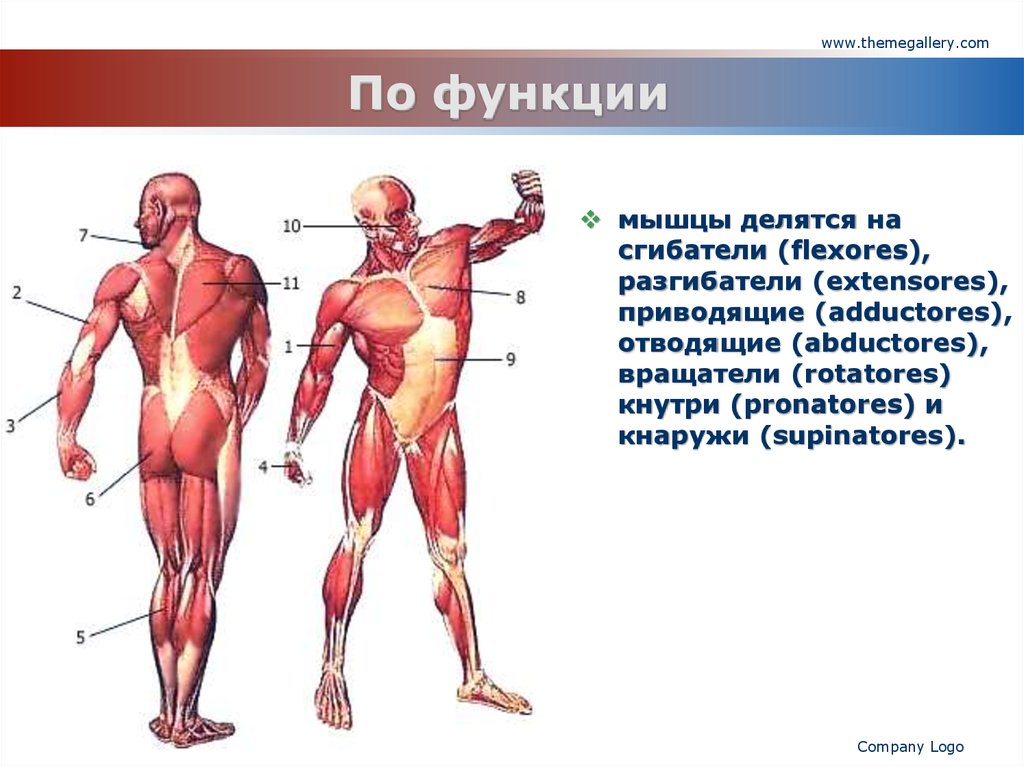 Укажите функции мышечной системы. Классификация мышц сгибатели разгибатели. Мышцы сгибатели. Мышцы сгибатели функции. По функциям мышцы делятся на.