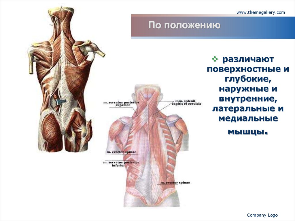 Положение мышц. Языке различают наружные и внутренние мышцы;. Внутренний наружный глубокие поверхностный медиальный. Медиально это по анатомии. Медиальные органы примеры.