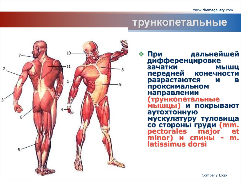 Строение мышц человека