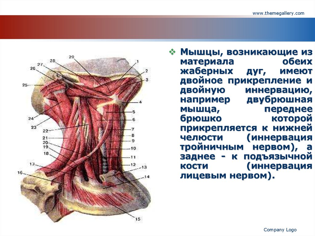 Двубрюшная мышца. Двубрюшная мышца шеи анатомия. Иннервация двубрюшной мышцы. Переднее брюшко двубрюшной мышцы. Переднее и заднее брюшко двубрюшной мышцы.