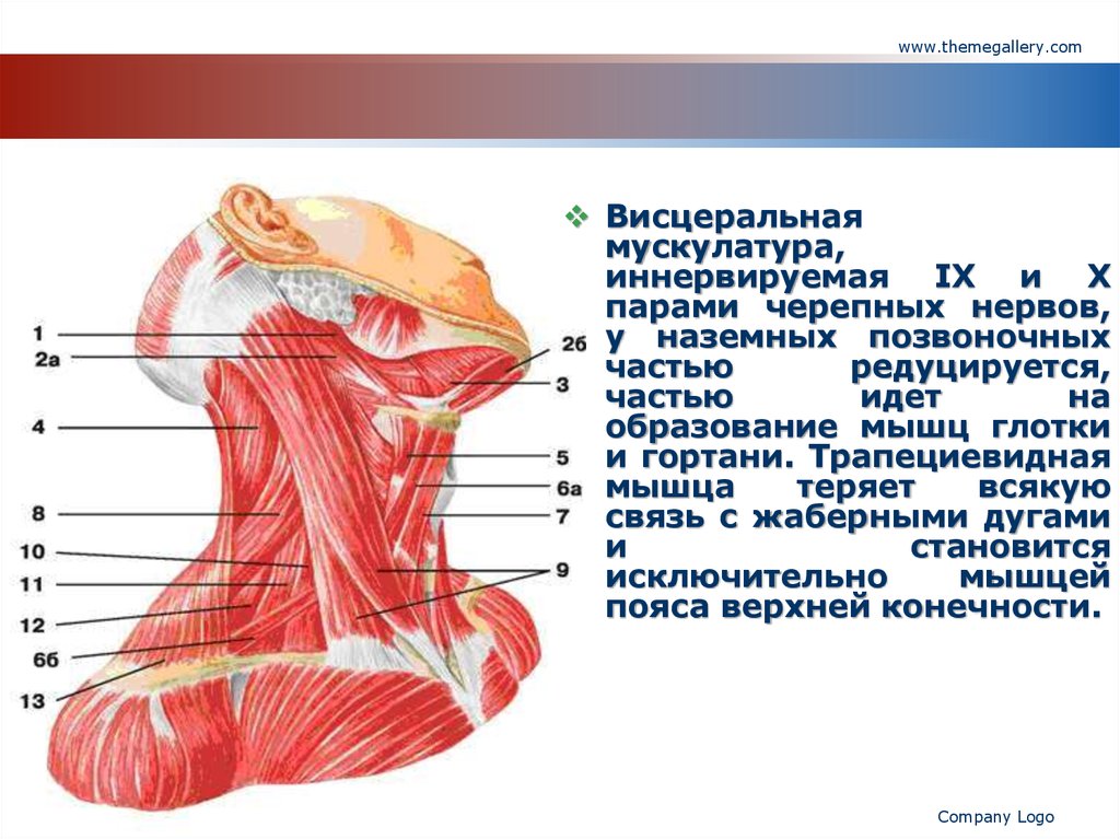 Строение мышц 8 класс