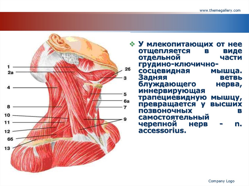 Глубокие мышцы диафрагма