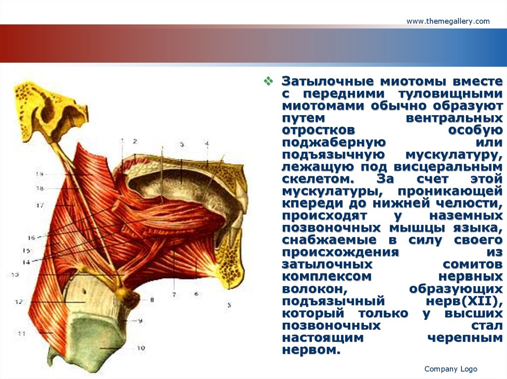 Мышцы анатомия презентация