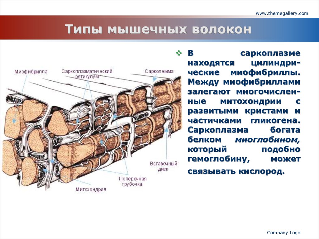 Мышечные волокна матки