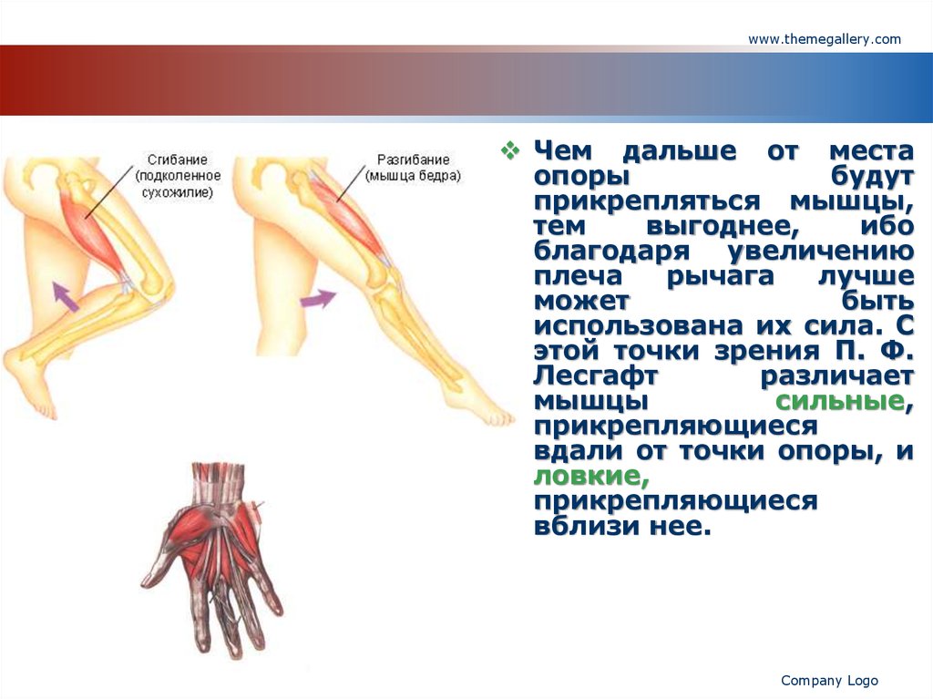 Мышцы анатомия презентация