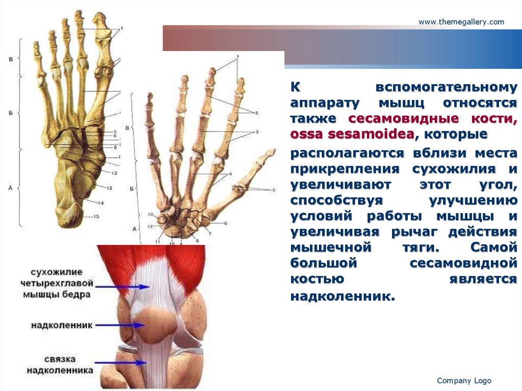 Сесамовидные кости. Сесамовидные кости, ossa sesamoidea, -. Губчатая сесамовидная кость. Сесамовидная кость нижней конечности. Сесамовидная кость сухожилия.