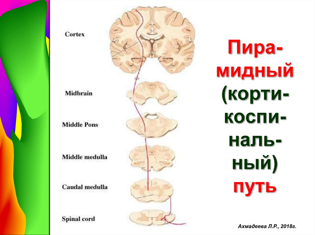 Нарушения произвольных движений и действий презентация