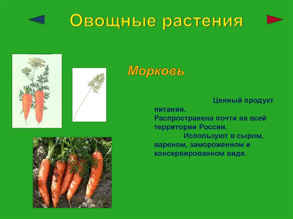 Класс растения морковь. Доклад о морковке. Культурное растение морковь. Доклад о культурном растении. Сообщение о кукльтурном раст.