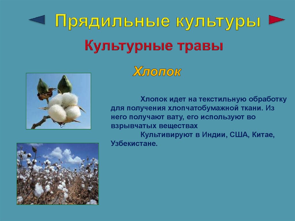 Прядильные. Культурные растения прядильные растения. Прядильные культуры список растений 2 класс. Прядильные культуры 3 класс. Прядидильные культуры.