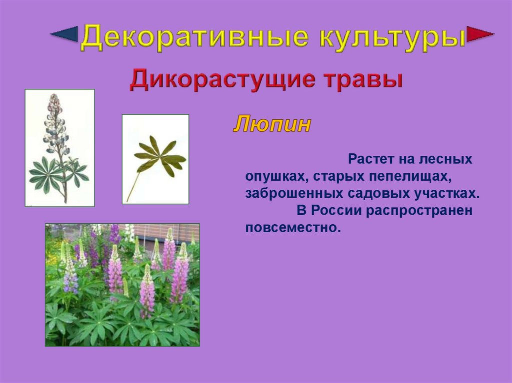 Трава примеры растений