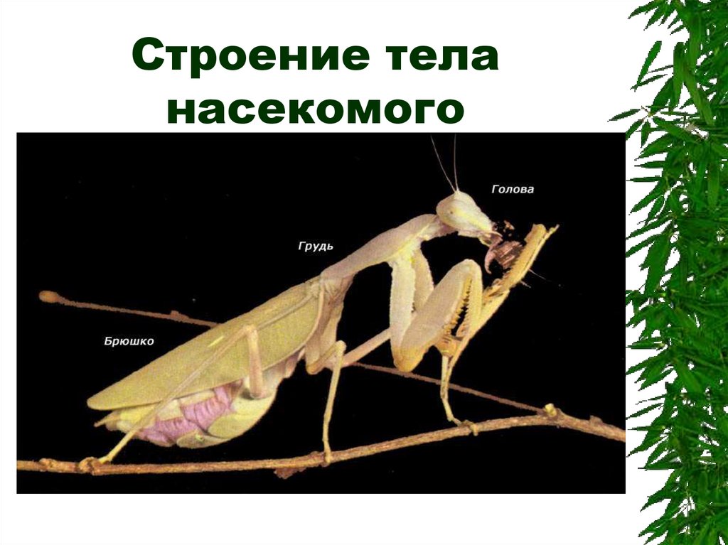 Жизнь насекомых тел. Строение тела насекомых. Как устроены насекомые. Насекомые строение и образ жизни. Комар строение тела.