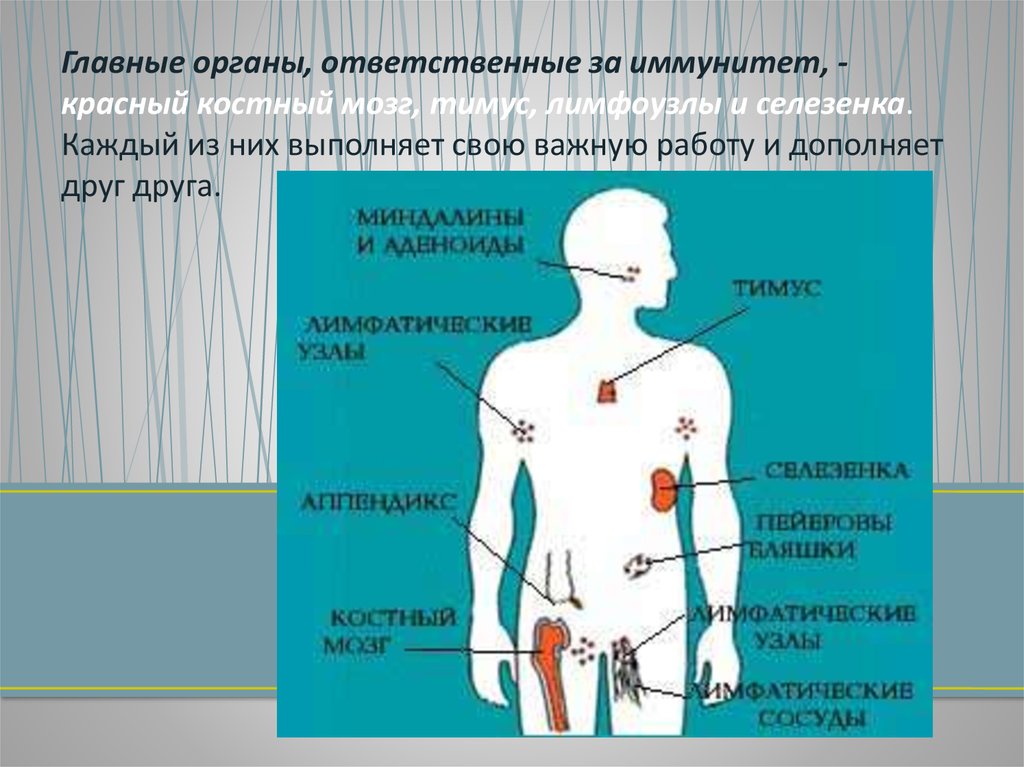 Органы иммунной системы фото