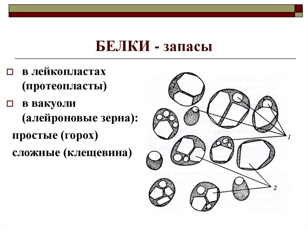 Запас белков. Алейроновые зерна в семенах клещевины. Сложное алейроновое зерно строение. Простые и сложные алейроновые зерна. Алейроновое зерно в клетках семени клещевины.