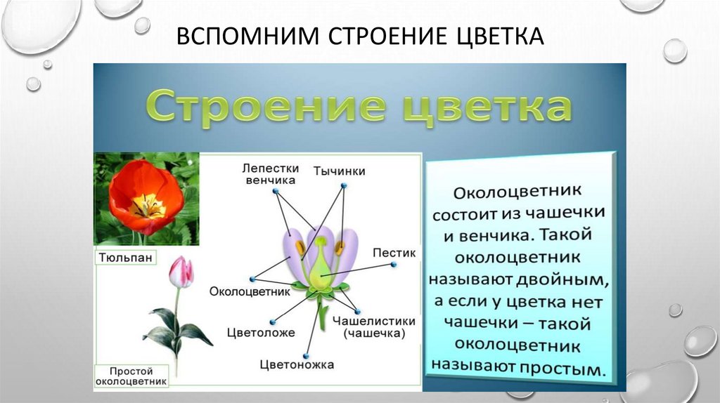 Перечислите виды опыления