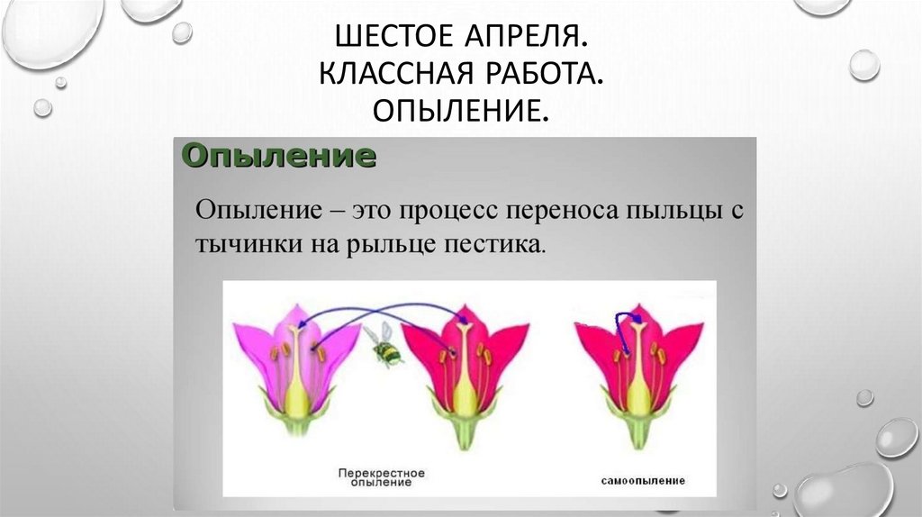 Типы опыления