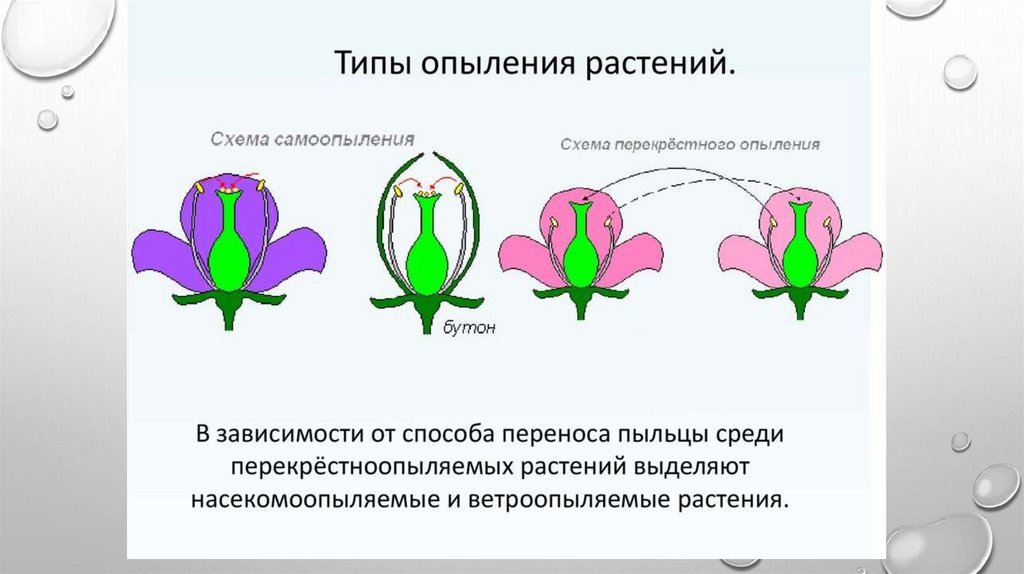 Перечислите виды опыления