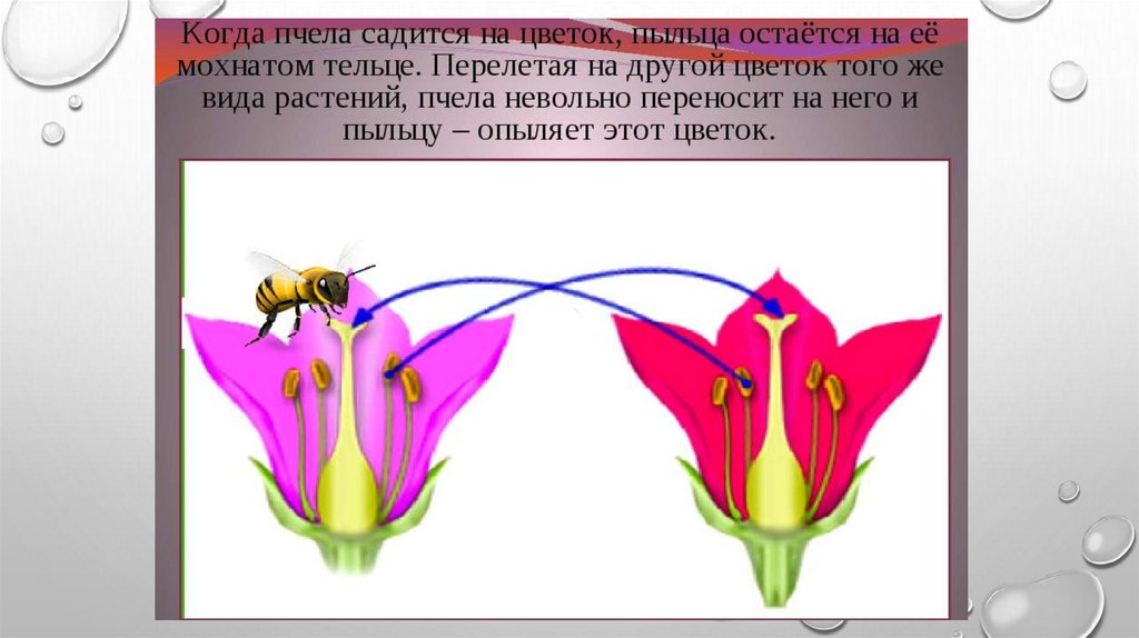 Рисунки опыления растений