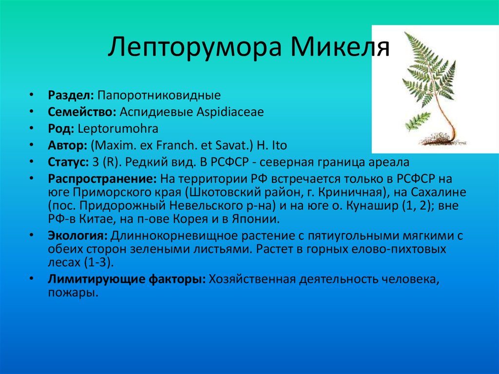 Лепторумора Микеля