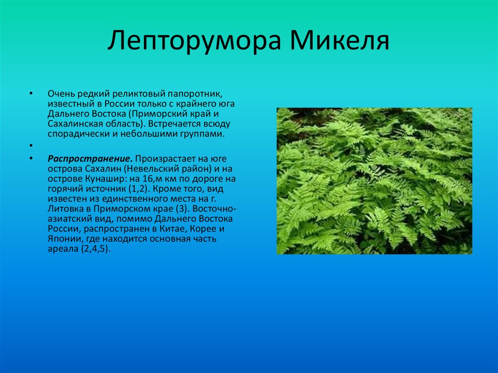 Лепторумора Микеля