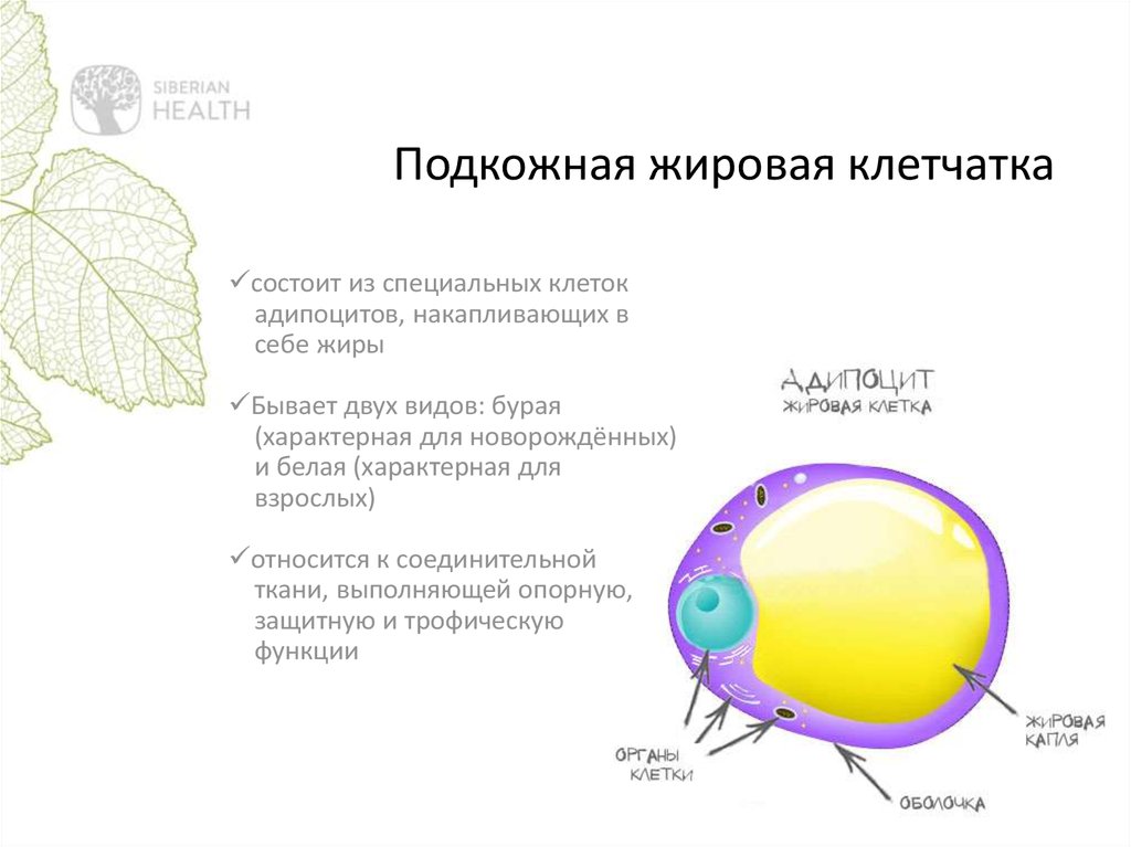 Жировые клетки. Адипоцит. Адипоцит строение. Морфофункциональная характеристика адипоцита. Клетчатка строение и функции