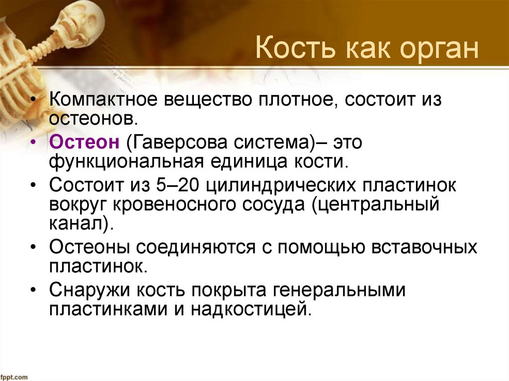 Плотный состоять. Кость как орган. Кость как орган классификация. Состав кости как органа. Кость как орган строение.