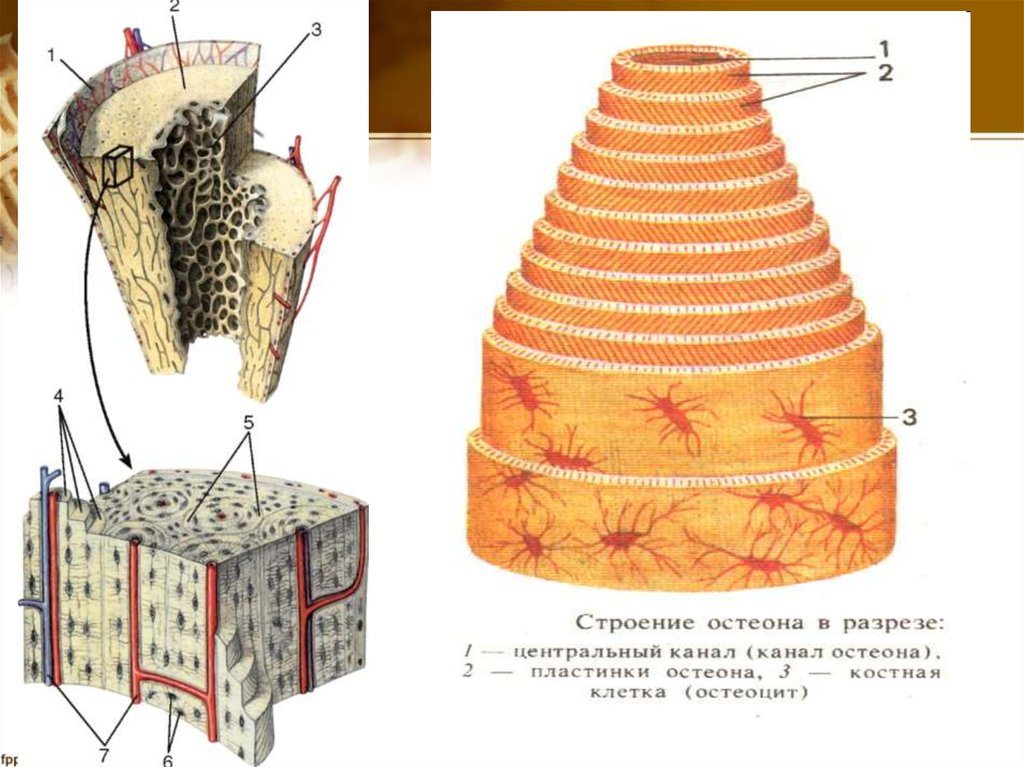 Структурная единица ткани. Остеон гаверсова система. Строение остеона костная ткань. Гаверсов канал остеона строение. Костная пластинка Остеон строение.