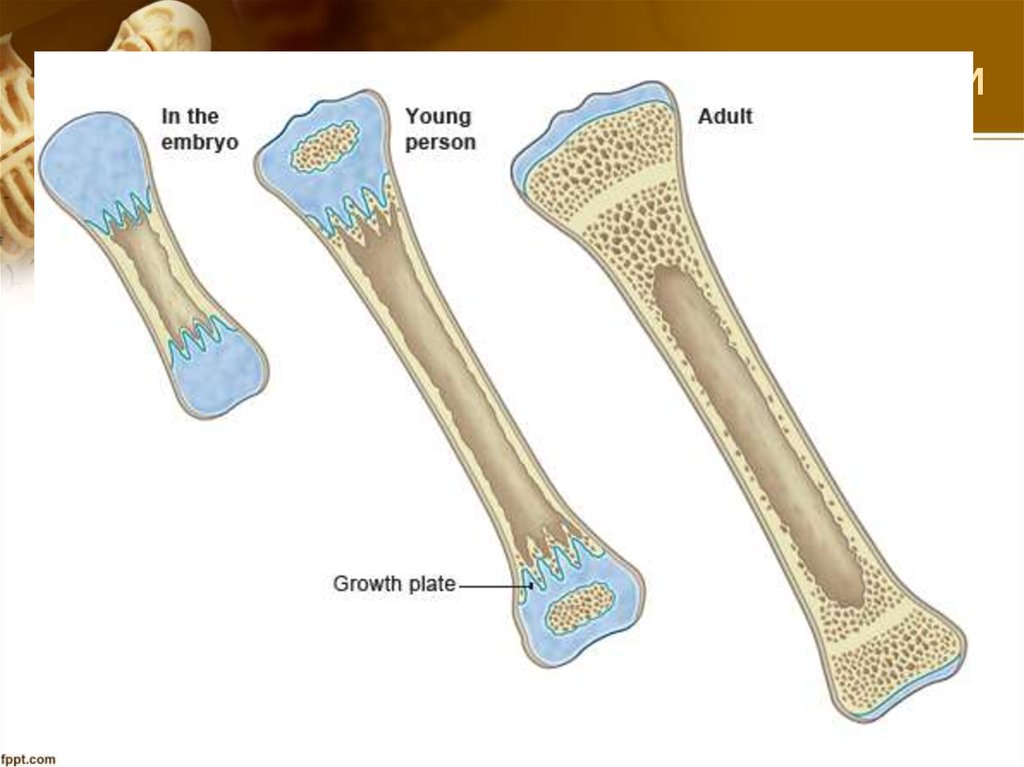 Схема длинной трубчатой кости взрослого человека и ребенка рентген