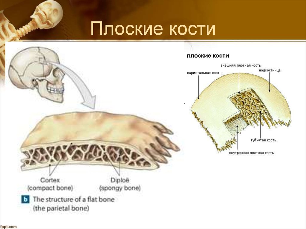 Плоские кости скелета человека. Строение плоской кости человека. Схема строения плоской кости. Внутреннее строение плоских костей. Плоский.