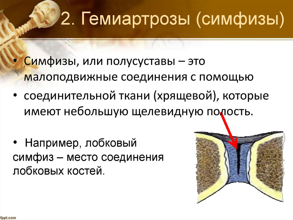 Симфиз это в анатомии. Полусуставы симфизы. Гемиартрозы и диартрозы. Гемиартрозы соединение костей. Гемиартрозы симфизы.