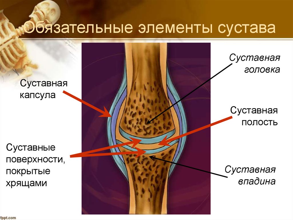 Обязательные элементы. Строение сустава основные элементы сустава. Обязательные элементы сустава вспомогательные элементы сустава. Перечислите основные и вспомогательные элементы сустава.. Прерывные соединения основные элементы сустава.