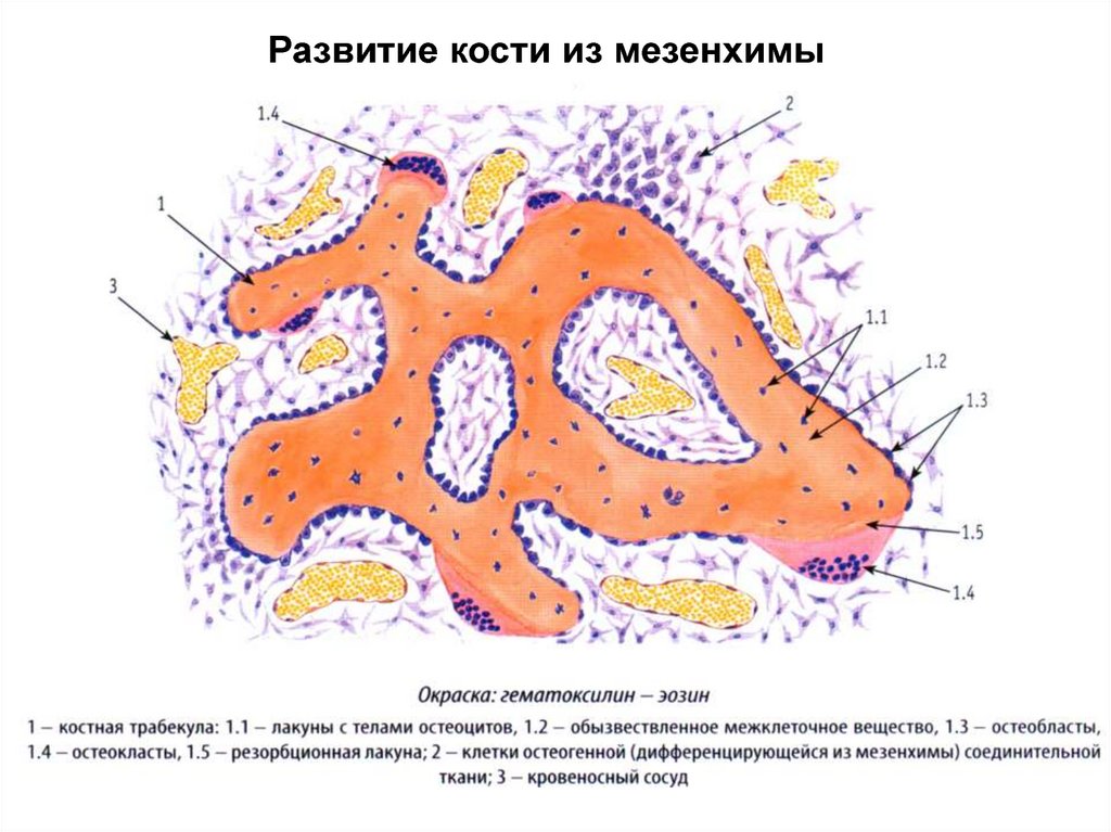 Прямой остеогенез схема