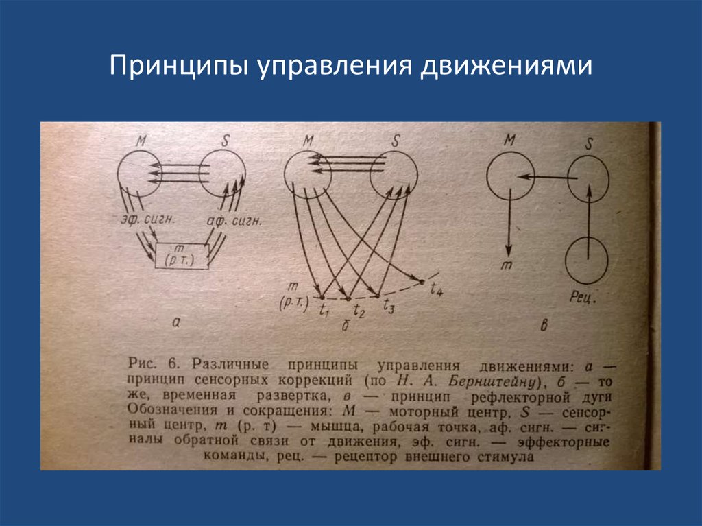 Управляемое движение. Физиология движений и физиология активности.по н. а. Бернштейну. Принцип сенсорных коррекций н.а. Бернштейна. Управление движением. Н А Бернштейн физиология движений и активность.