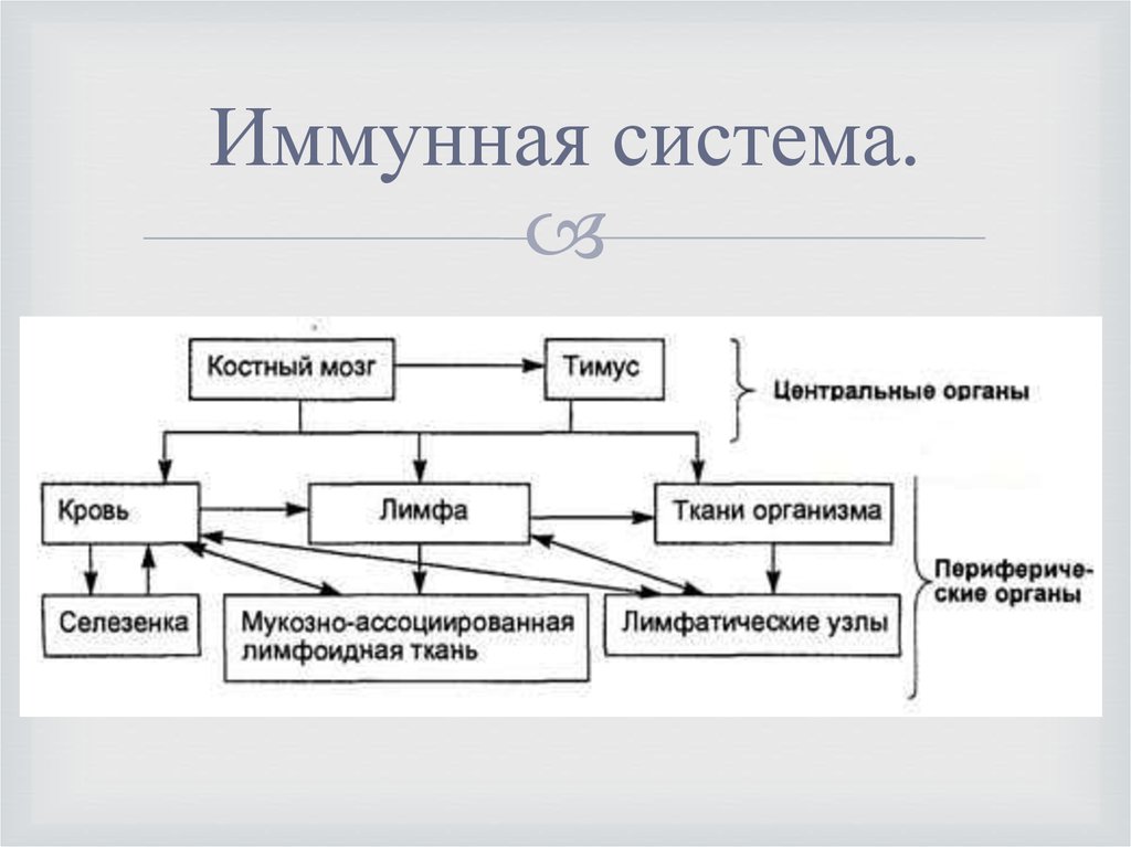 Система учения. Учение об иммунитете иммунная система.