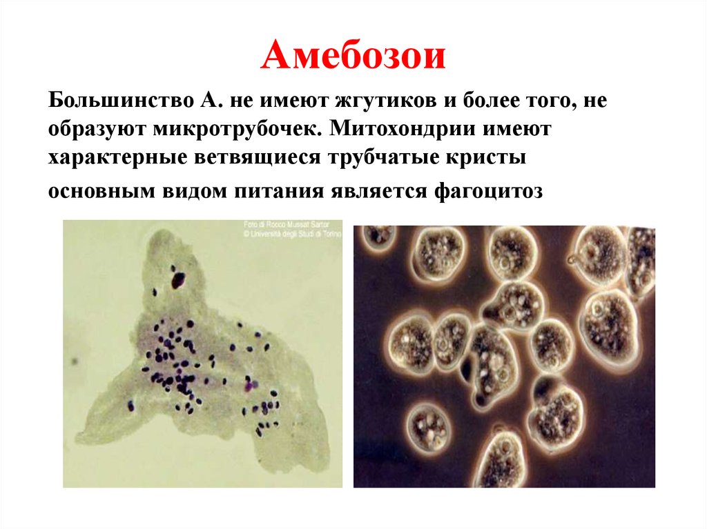 Способны к фагоцитозу амебоидному движению. Amoebozoa характеристика. Амёбозои классификация. Amoebozoa представители. Таксономия Амебозои.