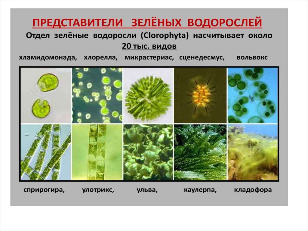 Отделы водорослей примеры. Земные представители водорослей. Зелёные водоросли представители. Отдел зеленые водоросли представители. Представители зелёныхводорослей.