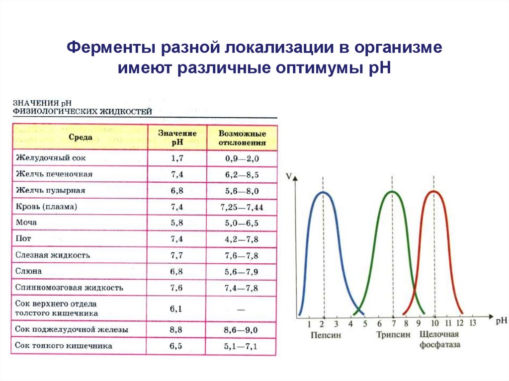 Давление ферментов. Таблица активность ферментов биохимия. Оптимум ПШ для ферментов. Ферменты с разным оптимумом PH. Зависимость активности фермента от РН среды.