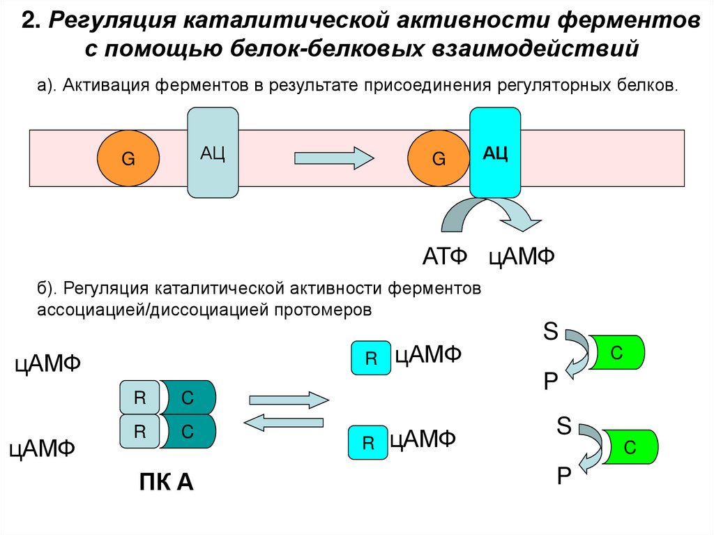 Регуляция активности ферментов презентация