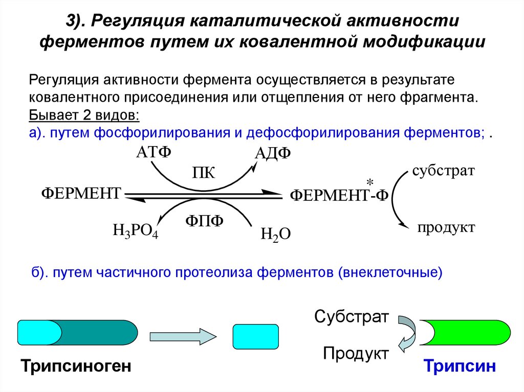 Регуляция активности ферментов презентация