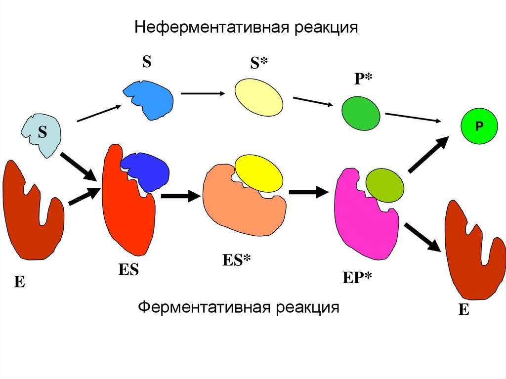 Схема ферментативной реакции