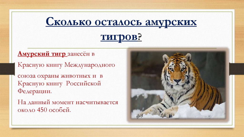 Амурский тигр проект 7 класс