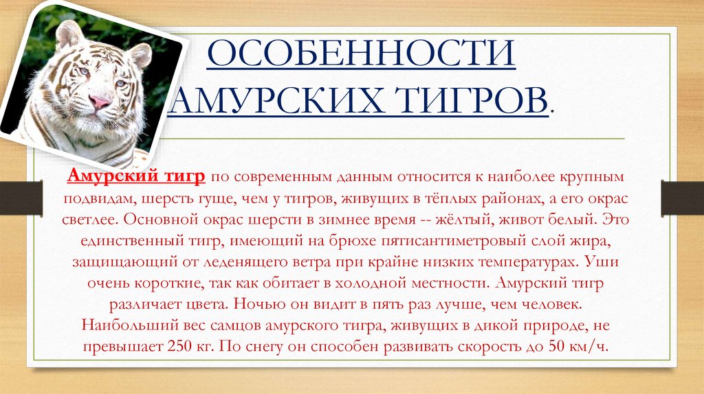 Проект по биологии амурский тигр царь сибири