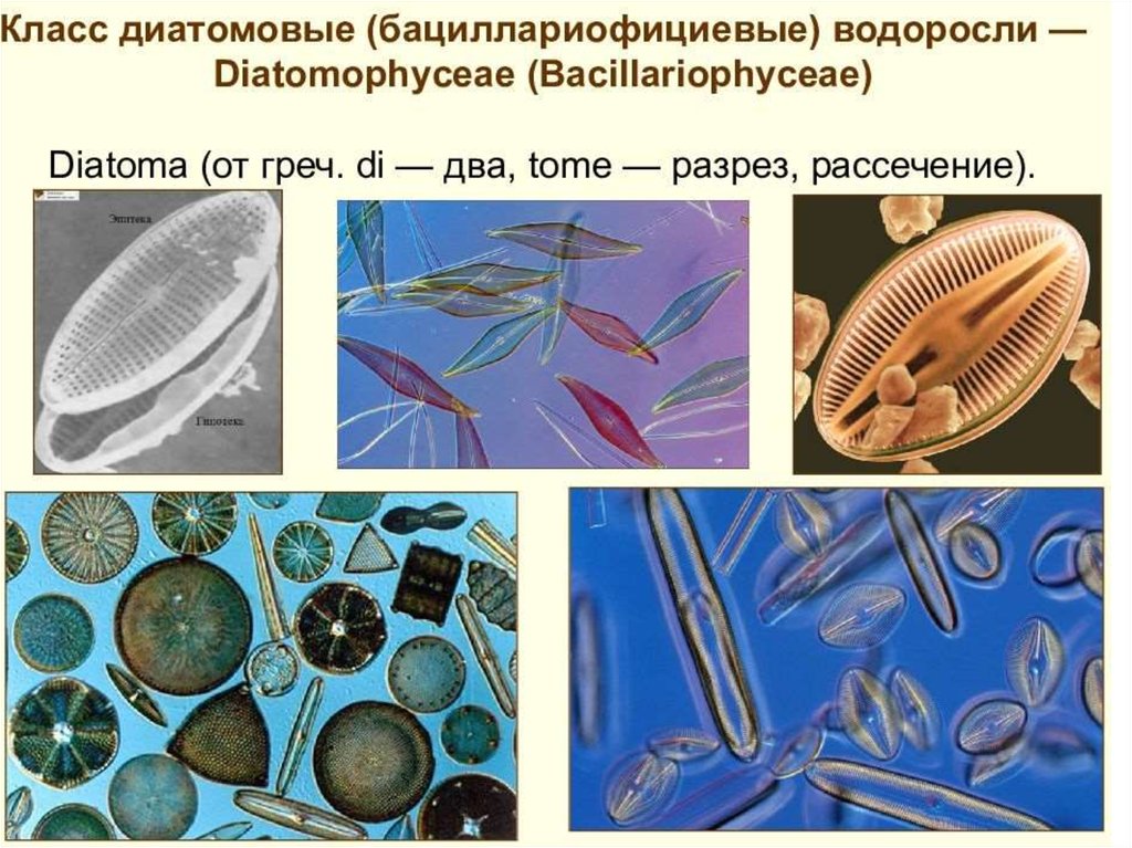 Диатомовые водоросли презентация