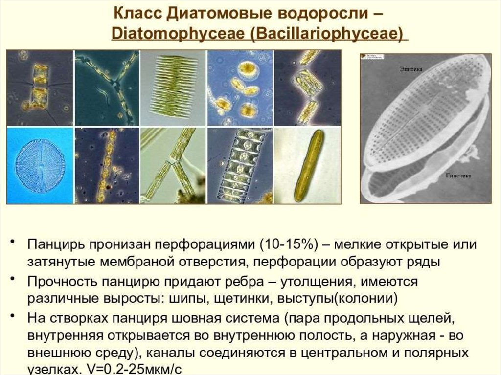 Диатомовые водоросли презентация