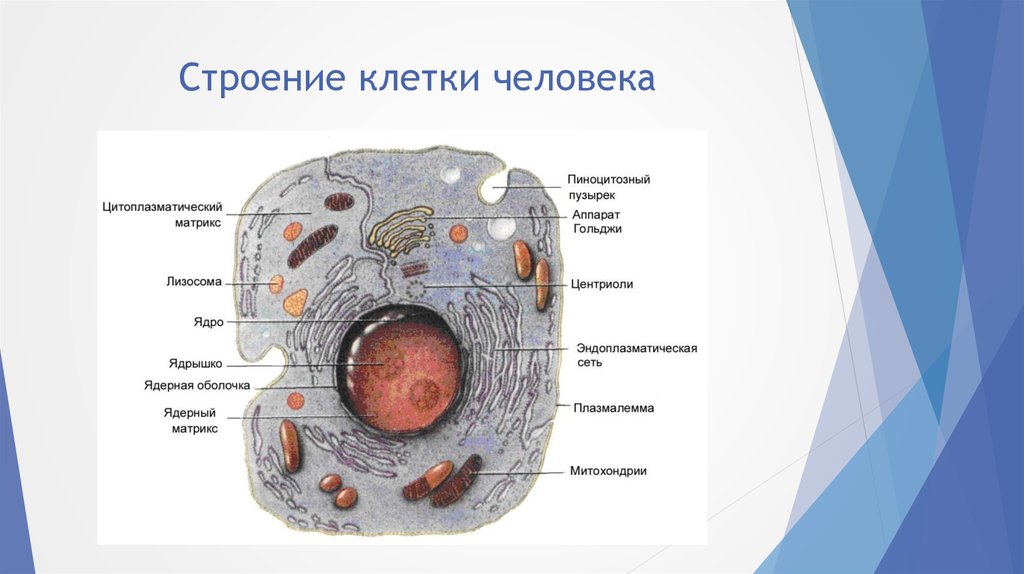 Строение организма человека фото